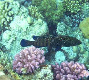 Begegnungen am Hausriff Hotel Melia Sinai