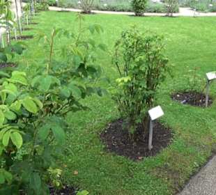 Rosengarten auf der Roseninsel