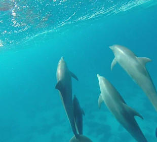Delphinausflug
