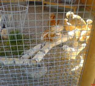 Freaky Vögel mit freaky Frisur im Talhof