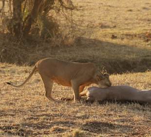Löwe mit seiner Beute