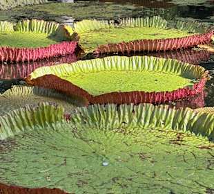 Botanischer Garten