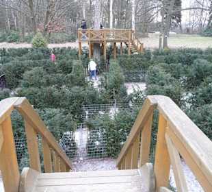 Bludiště  z Thují