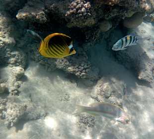 Schnorcheln Sahl Hasheesh