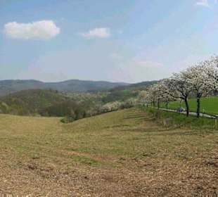 Kirschblüte in der Rühler Schweiz