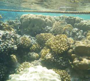 Das Korallenriff beim schnorcheln