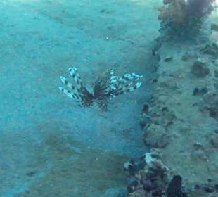 Schnorcheln Abu Soma