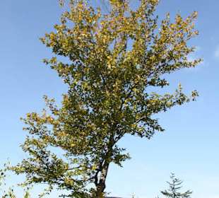 Droga na Baranią Górę