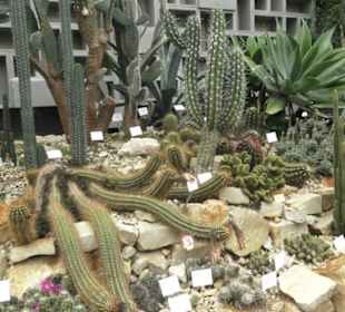 Wüstenpflanzen -  Alter Botanischer Garten