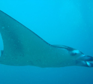 Manta