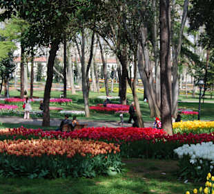 Tulpenpracht Gülhane Park 