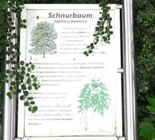 Baumlehrpfad Glacis Park