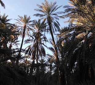 Palmenoase / Datteln in Tunesien