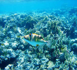 Schöne Unterwasserwelt