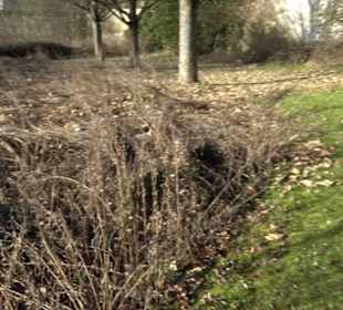 Natur im Park