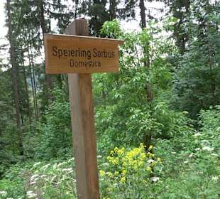 Waldlehrpfad in Tieringen