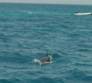 Delfin Tour beim Schnorcheln