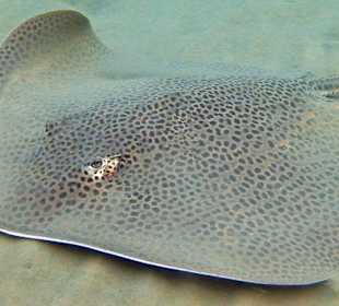 Leopard-Stechrochen