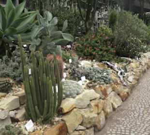 Wüstenpflanzen -  Alter Botanischer Garten