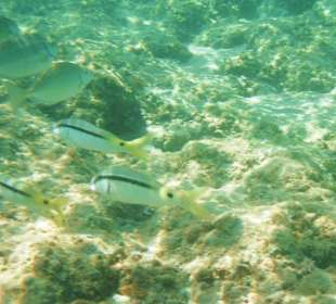 Bunte Unterwasserwelt