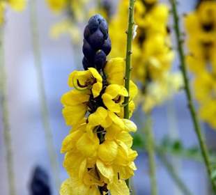 Blumen in der Fußgängerzone