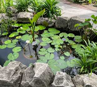 Water Lilly Garden