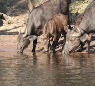 Büffel am Chobe, vom Hotelboot aus
