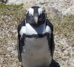 Stoney Point African Penguin Breeding Colony