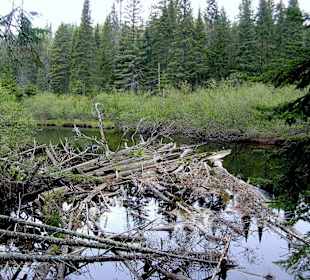 Algonquin Provincial Park, Whiskey Rapids Trail