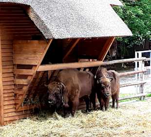 Wisentreservat