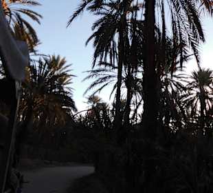 Palmenoase und Kutschfahrt