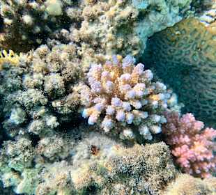 Schnorcheln Marsa Alam