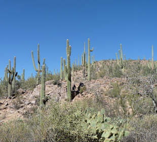 Saguaro N.P.