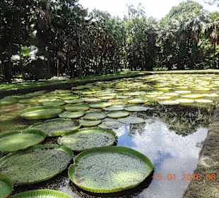 Botanischer Garten