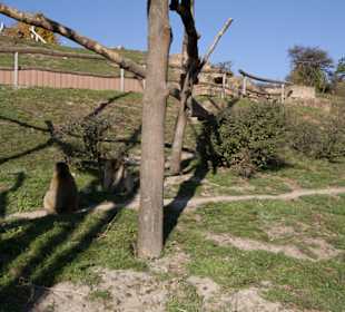 Thüringer Zoopark Erfurt 
