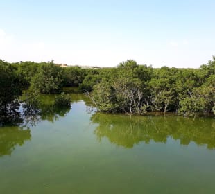 Al Thakira Mangroves