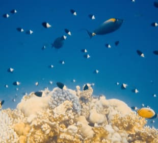 Schnorcheln Coraya Bay Marsa Alam 