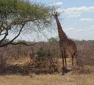 Julius Tact / JT Safaris 