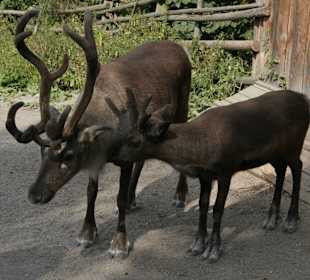 Tiergehege in Skansen