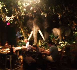 Rainforest Cafe 