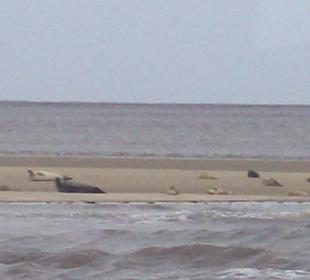 Seehundbank