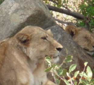 Tsavo West / - Ost / Amboselli