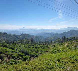 Teeplantagen bei Nuwara Eliya
