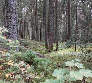 Rundwanderweg Schluchsee
