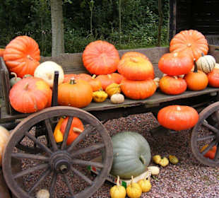 Schöne Kürbisdekoration auf dem Bauernhof