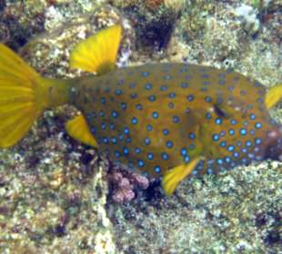 Schnorcheln im Happy Life Resort