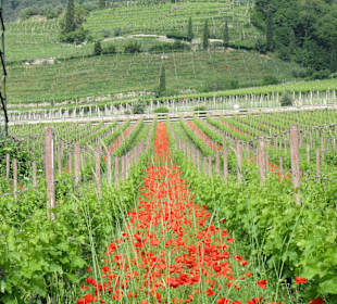 Weinfeld rund um Tramin