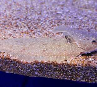 Sehen sie die Tarnung?