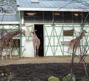 Giraffenhaus