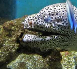 Muräne im Auquarium des Nautiland